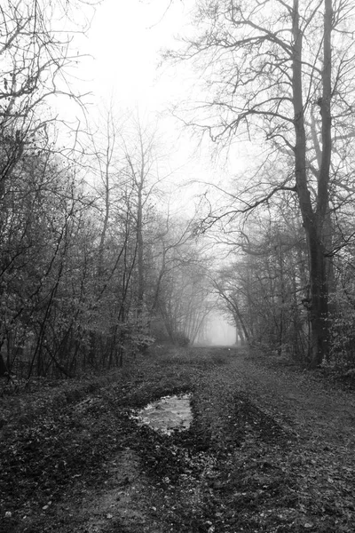 Englischer Wald an einem neblig nebligen Morgen — Stockfoto