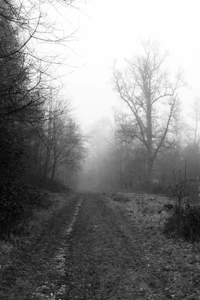 Englischer Wald an einem neblig nebligen Morgen — Stockfoto