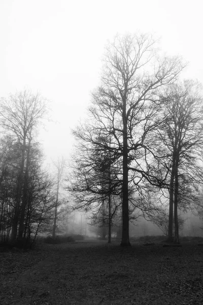 Anglický lesy na mlhavé mlhavé ráno — Stock fotografie