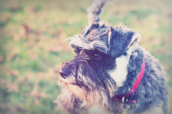 Close-up van de schnauzer hond op het platteland — Stockfoto