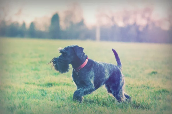 Close up schnauzer cão no campo — Fotografia de Stock