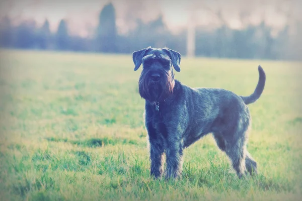 Kırsal kesimde schnauzer köpek kadar kapatın — Stok fotoğraf