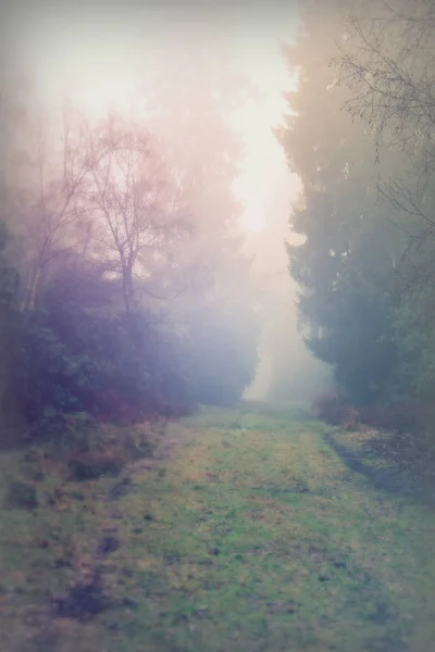 Bosque inglés en una nebulosa mañana brumosa —  Fotos de Stock