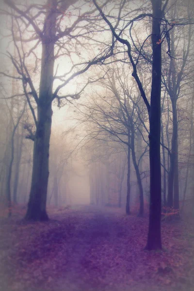 Bosque inglés en una nebulosa mañana brumosa —  Fotos de Stock