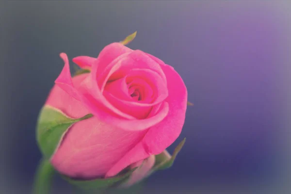 A sima háttérben finom gyönyörű Rózsa — Stock Fotó