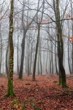 Sisli puslu sabah üzerinde İngilizce woodland