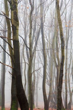 Sisli puslu sabah üzerinde İngilizce woodland