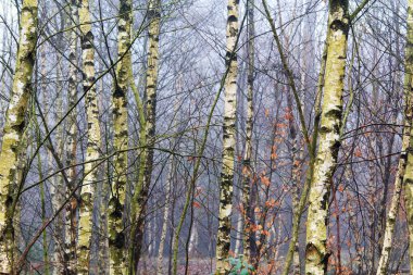 Sisli puslu sabah üzerinde İngilizce woodland