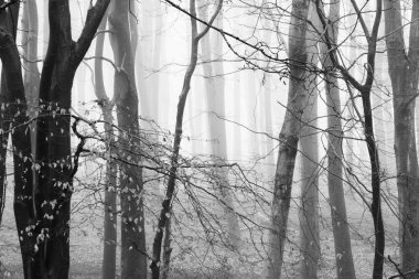 Sisli puslu sabah üzerinde İngilizce woodland