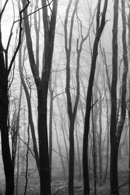 Sisli puslu sabah üzerinde İngilizce woodland