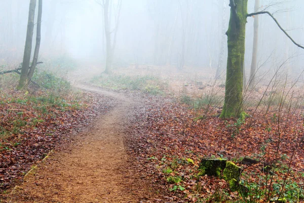 Floresta inglesa em uma manhã enevoada nebulosa — Fotografia de Stock