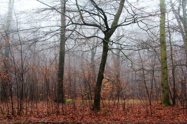 Englischer Wald an einem neblig nebligen Morgen — Stockfoto