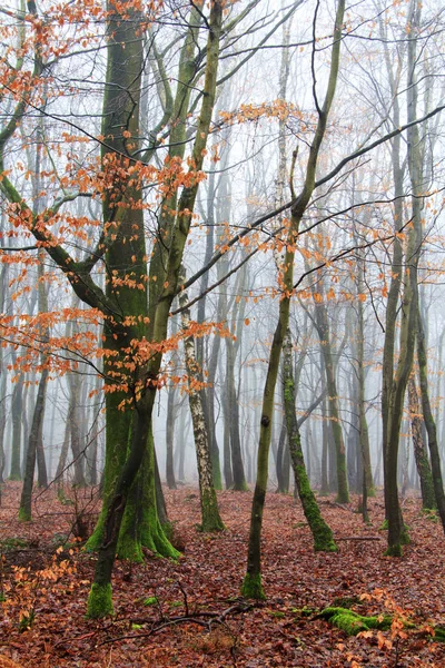 Sisli puslu sabah üzerinde İngilizce woodland