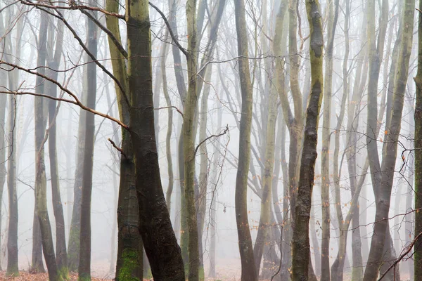 Bosco inglese su una nebbiosa mattina nebbiosa — Foto Stock