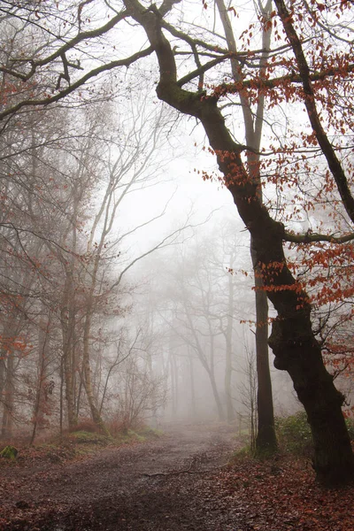 Floresta inglesa em uma manhã enevoada nebulosa — Fotografia de Stock