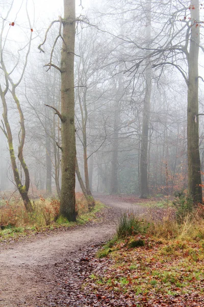 Floresta inglesa em uma manhã enevoada nebulosa — Fotografia de Stock