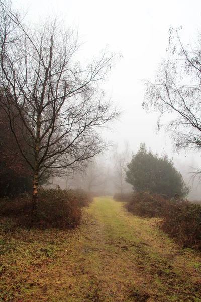 Bosque inglés en una nebulosa mañana brumosa — Foto de Stock