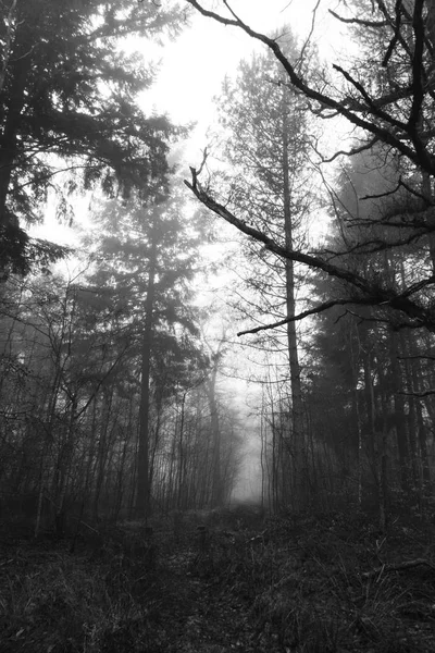 Bosque inglés en una nebulosa mañana brumosa —  Fotos de Stock