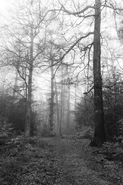 Forêt anglaise par une matinée brumeuse brumeuse — Photo