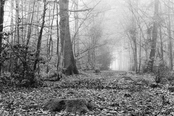 Englischer Wald an einem neblig nebligen Morgen — Stockfoto