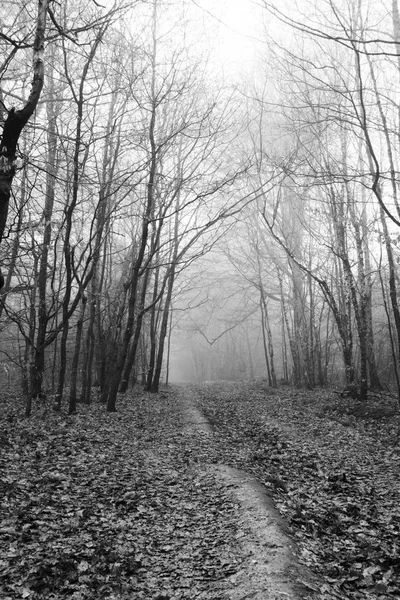 Bosque inglés en una nebulosa mañana brumosa — Foto de Stock