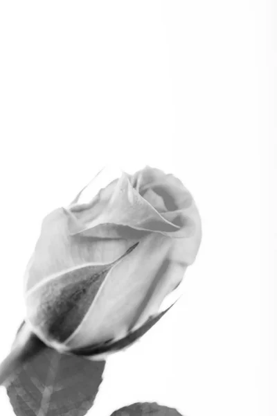 Rose délicate sur fond blanc uni — Photo