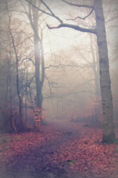 Forêt anglaise par une matinée brumeuse brumeuse — Photo