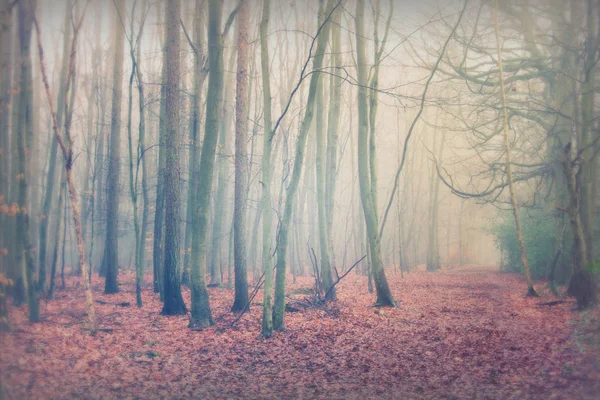 Bosque inglés en una nebulosa mañana brumosa —  Fotos de Stock