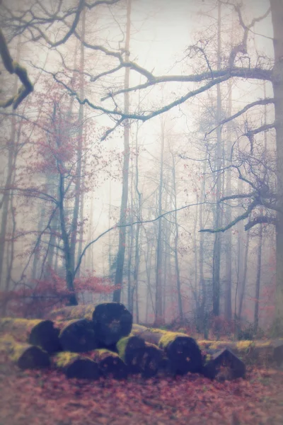 Tronchi ricoperti di muschio nel bosco la mattina nebbiosa — Foto Stock