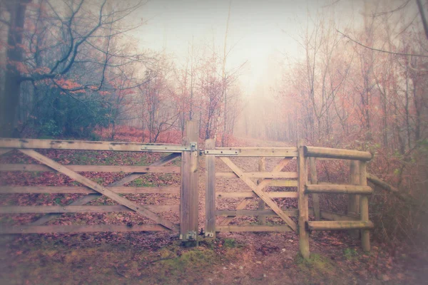 Puerta en el bosque en una nebulosa mañana brumosa —  Fotos de Stock