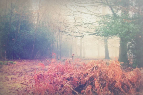Bosque inglés en una nebulosa mañana brumosa —  Fotos de Stock