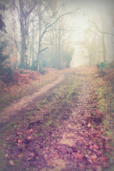 Englischer Wald an einem neblig nebligen Morgen — Stockfoto