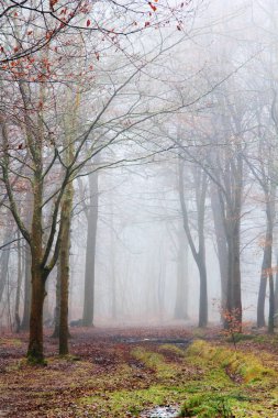Sisli puslu sabah üzerinde İngilizce woodland