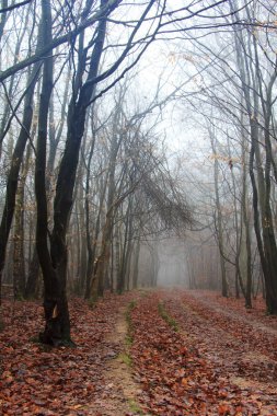 Sisli puslu sabah üzerinde İngilizce woodland