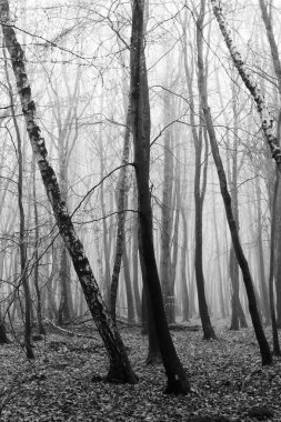 Sisli puslu sabah üzerinde İngilizce woodland