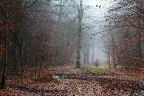 Floresta inglesa em uma manhã enevoada nebulosa — Fotografia de Stock