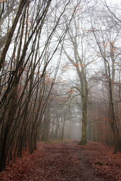 Sisli puslu sabah üzerinde İngilizce woodland — Stok fotoğraf