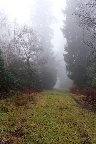 Bosque inglés en una nebulosa mañana brumosa — Foto de Stock