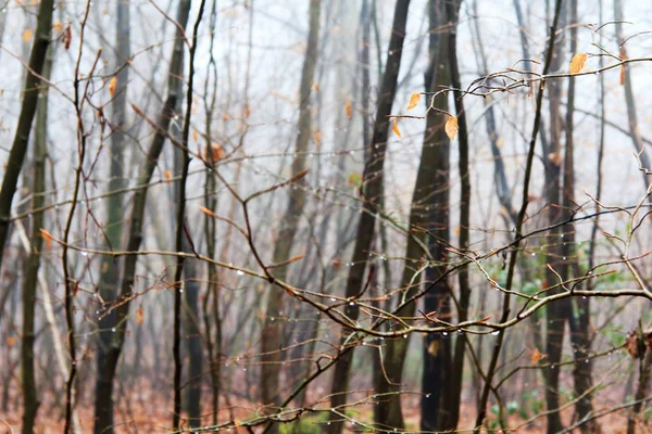 Pădure engleză pe o dimineață cețoasă cețoasă — Fotografie, imagine de stoc
