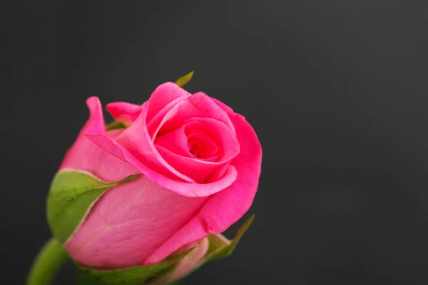 Délicate belle rose sur fond uni — Photo