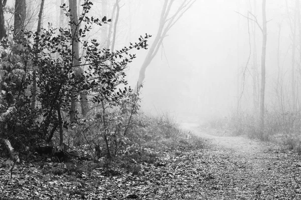 Sisli puslu sabah üzerinde İngilizce woodland — Stok fotoğraf