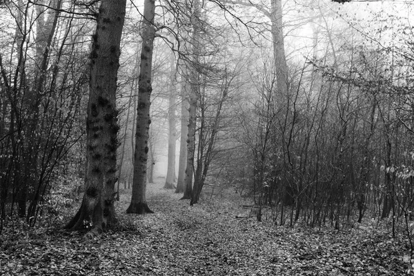 Floresta inglesa em uma manhã enevoada nebulosa — Fotografia de Stock