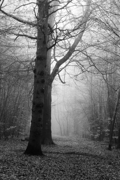 Bosque inglés en una nebulosa mañana brumosa — Foto de Stock