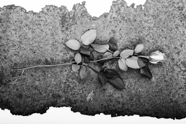 Rosa delicada sobre un fondo metálico rústico —  Fotos de Stock