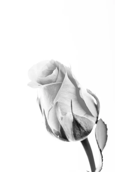 Λεπτή τριαντάφυλλο σε ένα απλό λευκό φόντο — Φωτογραφία Αρχείου
