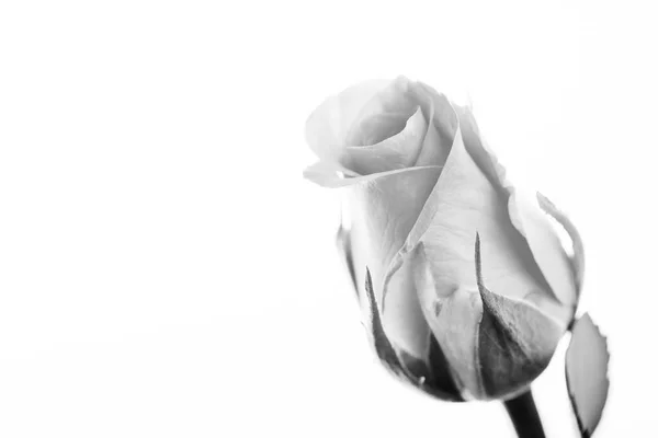 Delicate rose on a plain white background — Stock Photo, Image