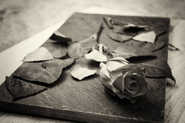 Rose zerschnitten auf Schiefer — Stockfoto