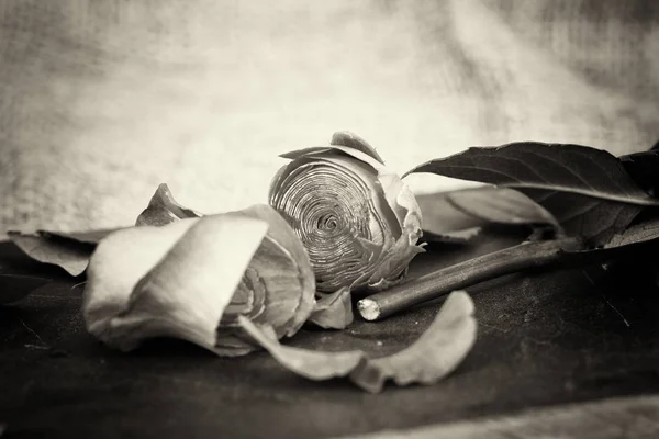 Rose cortado no pedaço de ardósia — Fotografia de Stock