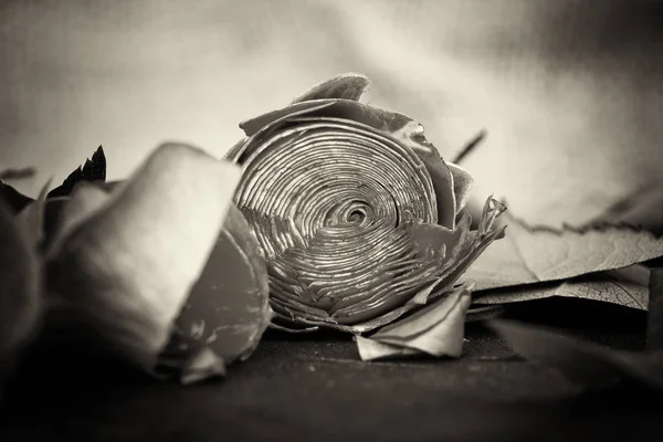 Роза, порезанная на кусочки листа — стоковое фото