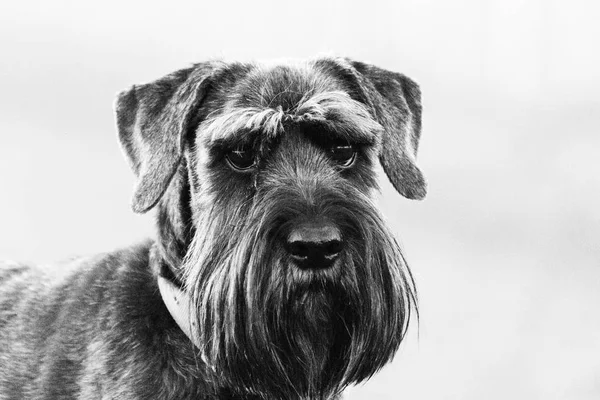 Close up schnauzer dog in the countryside — Stock Photo, Image